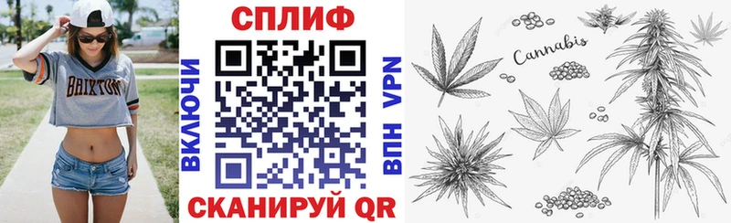 Конопля сатива  Нерчинск 